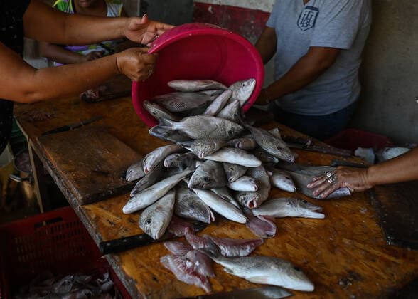 Daily Life In Celestun During The Covid-19 Pandemic Local women peel and clean freshly caught fish by family members at their home in Celestun. On Tuesday, February 22, 2022, in Celestun, Yucatan, Mexico. Celestun Mexico  Copyright: xArturxWidakx originalFilename: widak-dailylif220222_npfR5.jpg