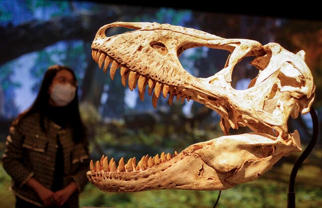 (220225) -- VANCOUVER, Feb. 25, 2022 -- A cast fossil of a Tyrannosaurus rex (T. rex) is on display during a media preview of the T. rex: The Ultimate Predator at Science World in Vancouver, British Columbia, Canada, on Feb. 25, 2022. T. rex: The Ultimate Predator is a massive feature exhibition which introduces visitors to the entire tyrannosaur family through life-sized models, fossil casts, and interactive experiences. The exhibition runs from Feb. 26, 2022 to Jan. 22, 2023. (Photo by Xinhua) CANADA-VANCOUVER-EXHIBITION-DINOSAUR-T. REX LiangxSen