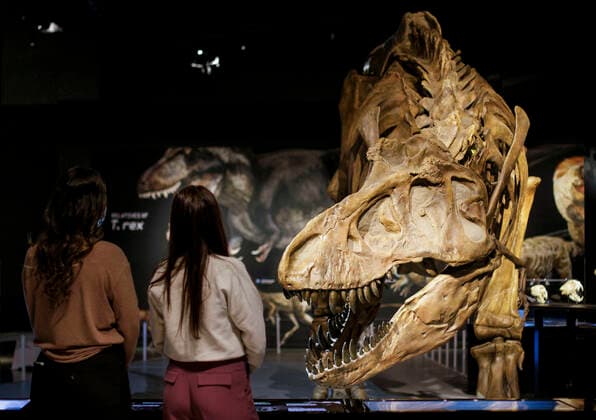 (220225) -- VANCOUVER, Feb. 25, 2022 -- A full-scale reproduction of a Tyrannosaurus rex (T. rex) fossil skeleton is on display during a media preview of the T. rex: The Ultimate Predator at Science World in Vancouver, British Columbia, Canada, on Feb. 25, 2022. T. rex: The Ultimate Predator is a massive feature exhibition which introduces visitors to the entire tyrannosaur family through life-sized models, fossil casts, and interactive experiences. The exhibition runs from Feb. 26, 2022 to Jan. 22, 2023. (Photo by Xinhua) CANADA-VANCOUVER-EXHIBITION-DINOSAUR-T. REX LiangxSen