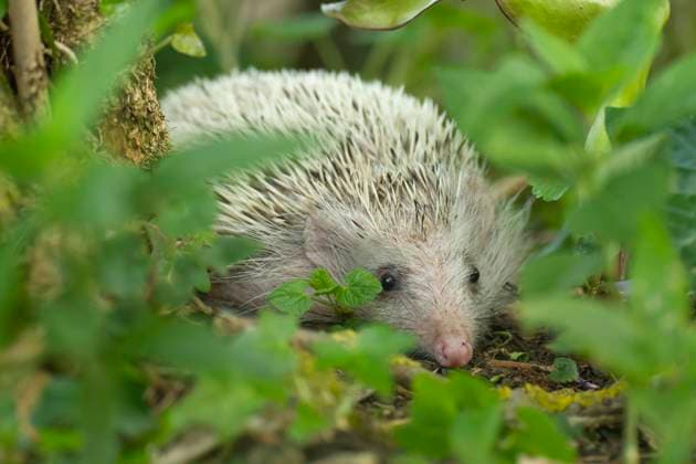  Braunbrustigel (Erinaceus europaeus) albino, erwachsener Igel beim Spaziergang in einem Wald im Frühling, Suffolk, England, Großbritannien, Europa *** Brown-breasted hedgehog Erinaceus europaeus albino, adult hedgehog walking in a forest in spring, Suffolk, England, United Kingdom, Europe Copyright: imageBROKER/KevinxSawford ibxksa08169781.jpg