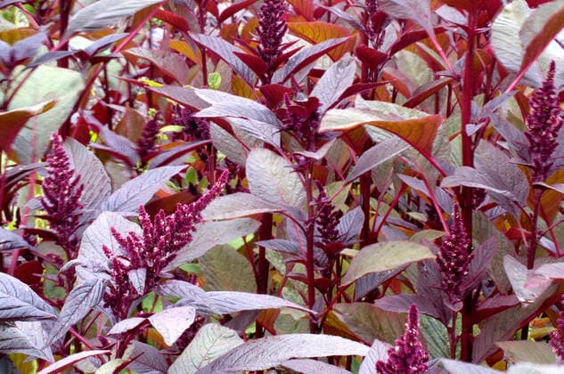 IMAGO Nature: Unsere Erde, Klimawandel, Ernährung, Pflanzen der Zukunft, Amaranth Trauer-Amarant, Traueramarant, Trauer-Fuchsschwanz, Trauerfuchsschwanz (Amaranthus hypochondriacus), bluehend Prince-of-Wales feather, prince s-feather (Amaranthus hypochondriacus), blooming BLWS663395 *** Mourning amaranth, mourning amaranth, mourning foxtail, mourning foxtail Amaranthus hypochondriacus , blooming Prince of Wales feather, prince s feather Amaranthus hypochondriacus , blooming BLWS663395 Copyright: xblickwinkel McPHOTO O.xDiezx