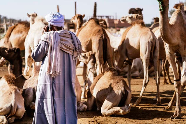 IMAGO Creative: Kollidierende Kulturen Weekly camel market, Egypt - January 1, 2022: Anonymous merchant in traditional clothes and turban speaking on cellphone in sunlight JavierBallester_EgipteEditorial_3.jpg Copyright: xJavierxBallesterx Model Released