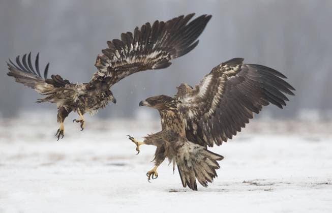  Seeadler (Haliaeetus albicilla) zwei unreife Tiere im Flug, kämpfen über Schnee, Polen, Februar, Europa *** White-tailed eagle Haliaeetus albicilla two immature in flight, fighting over snow, Poland, February, Europe Copyright: imageBROKER/FLPAx/xPaulxHobson iblhoj05631955.jpg
