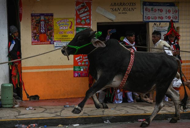 San Juan Chamula Carnival Ends With Running Of The Bulls A scene of bull running through the streets of San Juan Chamula on the last day of the annual carnival also known as K in Tajimoltic. On Tuesday, February 1, 2022, in San Juan Chamula, Chiapas, Mexico. San Juan Chamula Mexico  Copyright: xArturxWidakx originalFilename: widak-sanjuanc220301_npVFf.jpg