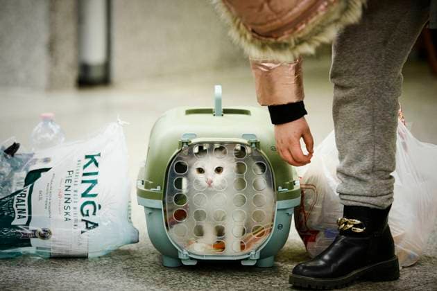 News Themen der Woche KW09 Refugees From Ukraine Arrive In Warsaw A cat is seen in a pet carrier at the Warsaw East train station in Warsaw, Poland on 04 March, 2022. Every day several thousand refugees arrive in Warsaw train stations, fleeing the violence after Russia s invasion. Nearly one million people have fled Ukraine after the Russian invasion and approximately 700 thousand of those have fled to Poland. Thanks to a number of private and public initiatives and the efforts of local municipalities refugees from Ukraine have been received with open arms and enjoy shelter, free food and free transportation in Poland. Warsaw Poland  Copyright: xSTRx originalFilename: arriens-refugees220304_npHEE.jpg
