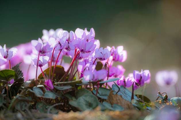 Vorfruehlings-Alpenveilchen, Vorfruehlingsalpenveilchen, Kos-Alpenveilchen, Kosalpenveilchen (Cyclamen coum), bluehend eastern cyclamen (Cyclamen coum), blooming BLWS663907 *** Pre-flowering cyclamen, pre-flowering alpine violet, Kos cyclamen, Kos alpine violet Cyclamen coum , blue-flowering eastern cyclamen Cyclamen coum , blooming BLWS663907 Copyright: xblickwinkel M.xKuehnx