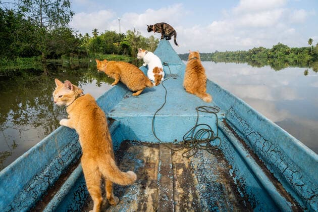 Entertainment Themen der Woche KW10 March 12, 2022, Surat Thani, Thailand: Rescue cats look for fish aboard a longtail fishing boat at the Tapi River in Surat Thani. In Surat Thani, Thailand, a local fisherman takes his rescue cats fishing in the mangroves along the Tapi River. Surat Thani Thailand - ZUMAs197 20220312_zaa_s197_015 Copyright: xMattxHuntx