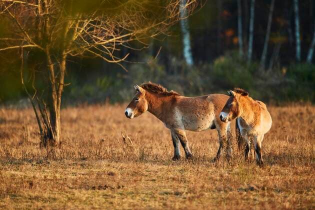Przewalskipferd (Equus ferus przewalskii) im Abendlicht, Bayern, Deutschland, Europa *** Przewalskis horse Equus ferus przewalskii in evening light, Bavaria, Germany, Europe Copyright: imageBROKER Davidx&xMichaxSheldon ibxshe08181760.jpg