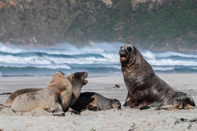 WIldlife - New Zealand New Zealand sea lions in Allans Beach in Portobello, Otago Peninsula near Dunedin, New Zealand on March 11, 2022. Dunedin s Otago Peninsula is one of the most popular destinations in New Zealand featuring yellow eyed penguins, sea lions, fur seals and other wildlife. New Zealand sea lions are one of the rarest sea lion species in the world and are only found in New Zealand. Dunedin New Zealand  Copyright: xSankaxVidanagamax originalFilename: vidanagama-notitle220311_npLTF.jpg