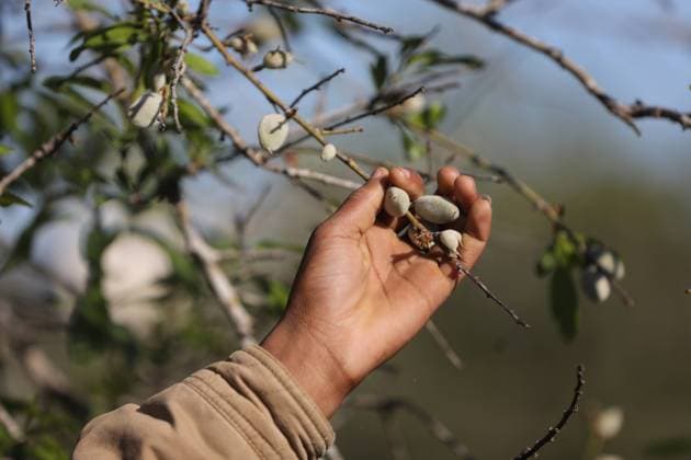 Almonds Harvesting In Gaza A Palestinian farmer picks almonds at a field, in Khan Younis in the southern Gaza Strip on March 13, 2022. Gaza Palestine  Copyright: xMajdixFathix originalFilename: fathi-notitle220313_npUaP.jpg