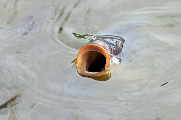 Spiegel-Karpfen, Spiegelkarpfen, Flusskarpfen, Fluss-Karpfen (Cyprinus carpio), offenes Maul an der Wasseroberflaeche, nach Futter schnappender Karpfen, Deutschland mirror carp, European carp (Cyprinus carpio), open mouth at the water surface, carp snapping for food , Germany BLWS664208 *** Mirror carp, mirror carp, river carp, river carp Cyprinus carpio , open mouth at the water surface, carp snapping for food, Germany mirror carp, European carp Cyprinus carpio , open mouth at the water surface, carp snapping for food , Germany BLWS664208 Copyright: xblickwinkel McPHOTO I.xSchulzx