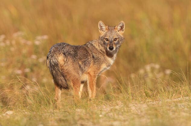 Golden jackal (Canis aureus), Danube Delta, Romania Salamanca - Spain Romania Copyright: xMarioxCeaxSanchezx MCEA-chacal5034