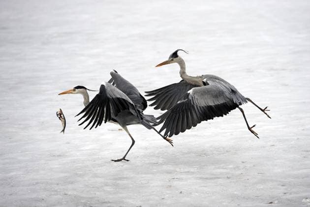 Graureiher, Grau-Reiher, Fischreiher, Fisch-Reiher (Ardea cinerea), kaempfen um einen gefangenen Fisch, Deutschland grey heron (Ardea cinerea), fighting for a caught fish, Germany BLWS664292 *** Grey heron Ardea cinerea , fighting for a caught fish, Germany BLWS664292 Copyright: xblickwinkel McPHOTO I.xSchulzx