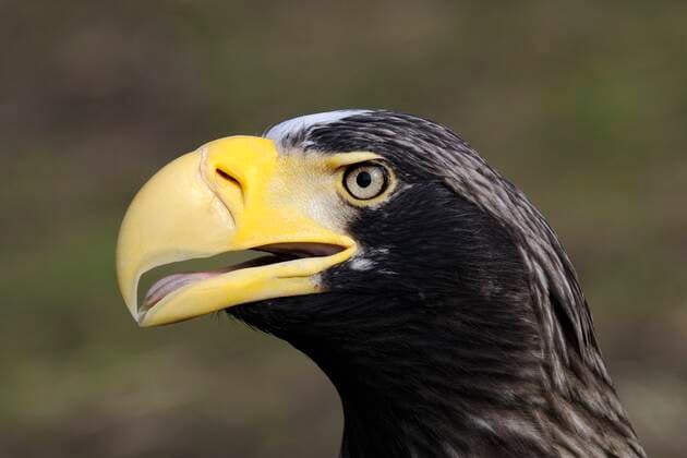 Riesenseeadler, Riesen-Seeadler (Haliaeetus pelagicus), Portraet Stellers sea eagle (Haliaeetus pelagicus), portrait BLWS664206 *** Giant sea eagle, Giant sea eagle Haliaeetus pelagicus , Portraet Stellers sea eagle Haliaeetus pelagicus , portrait BLWS664206 Copyright: xblickwinkel McPHOTO I.xSchulzx
