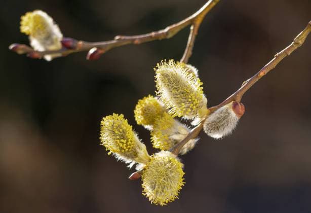 Gelb blühende Salweide (Salix caprea) mit männlichen Blüten, Weidenkätzchen, Bayern, Deutschland, Europa Blühende Salweide, Salix caprea, Weidenkätzchen, Bayern, Deutschland *** Yellow flowering sal willow Salix caprea with male flowers, willow catkins, Bavaria, Germany, Europe Flowering sal willow, Salix caprea, willow catkins, Bavaria, Germany