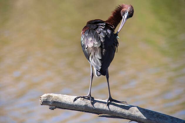 Creative Highlights World Sentina Nature Reserve, Mignattaio, Plegadis falcinellus, San Benedetto del Tronto, Marche, Italy, Europe MauroFlamini REDA&CO 1028_24_MFL16720