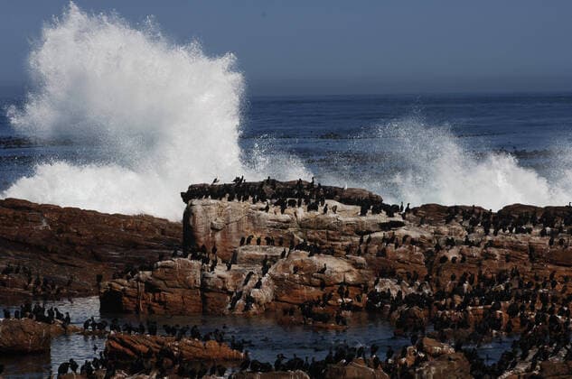 Creative Highlights World The Cape cormorant or Cape shag (Phalacrocorax capensis) is a bird endemic to the southwestern coasts of Africa. Picture taken in the wilderness in the Cape National Park, South Africa, Africa PaoloPicciotto REDA&CO 1028_24_PPI10716