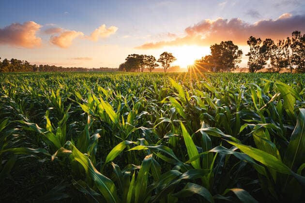 View of a corn field at the sunset, Italy, Europe DanieleOrsi REDA&CO 1028_38_DOR01613