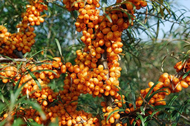 IMAGO Nature: Unsere Erde, Pflanzen: Bedrohte Planzenarten in Deutschland Sanddorn, Hippophae rhamnoides Orange Energy McPHRM *** Sea buckthorn, Hippophae rhamnoides Orange Energy McPHRM McPHRM