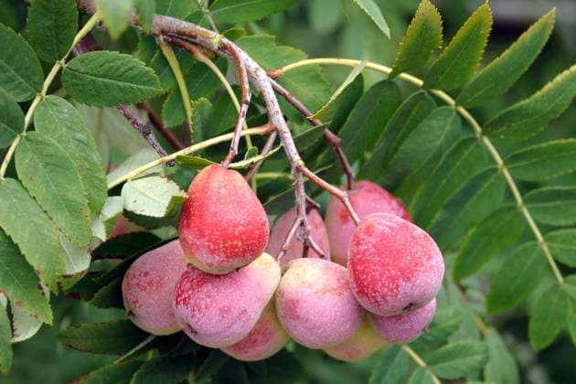 Speierling (Sorbus domestica Sossenheimer Riesen ) McPHRM *** Speierling Sorbus domestica Sossenheimer Riesen McPHRM McPHRM
