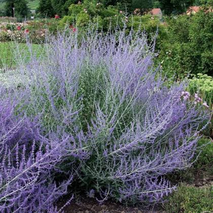 Perovskia atriplicifolia Blue Spire McPHRM *** Perovskia atriplicifolia Blue Spire McPHRM McPHRM