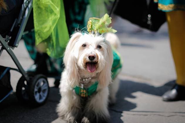 March 20, 2022, Mexico, Mexico: A dog disguised with Irish attire is seen during the festival. St. Patrick s Day is a cultural and religious Irish national holiday, which is annually celebrated on March 17, the day of the death of the patron saint of Ireland, St. Patrick. Mexico Mexico - ZUMAs197 20220320_zaa_s197_307 Copyright: xGuillermoxDiazx