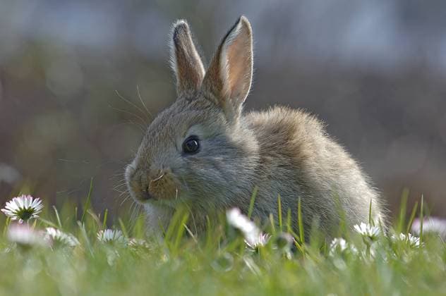 Hase, junger Hase auf einer Frühlingswiese, Häschen