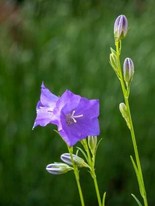 Ballonblume, Chinesische Glockenblume (Platycodon grandiflorus), Blüte, Gartenpflanze, Bayern, Deutschland, Europa Platycodon, balloon flower or Chinese bellflower *** Balloon flower, Chinese bellflower Platycodon grandiflorus , flower, garden plant, Bavaria, Germany, Europe Platycodon, balloon flower or Chinese bellflower