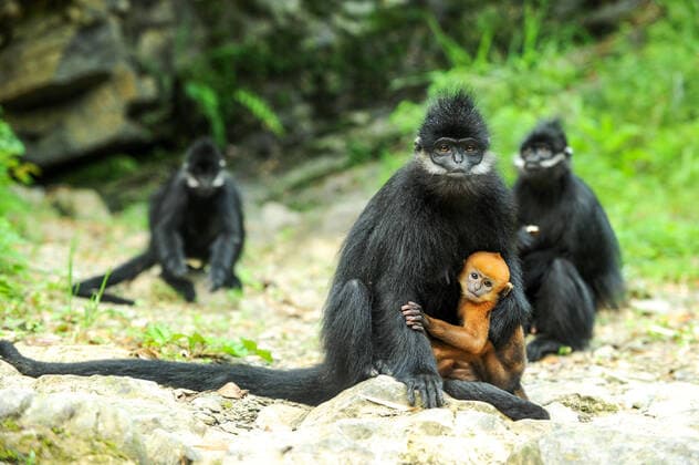Creative Highlights World (220324) -- GUIYANG, March 24, 2022 -- File photo taken on May 17, 2018 shows Francois leaf monkeys in the Mayanghe National Nature Reserve in Guizhou Province, southwest China. Xiao Zhijin has been working in the Mayanghe National Nature Reserve for 33 years, researching and guarding Francois leaf monkeys. Also known as Francois langur, the species is one of China s most endangered wild animals and is under top national-level protection. It is also one of the endangered species on the International Union for Conservation of Nature red list. ) CHINA-GUIZHOU-FRANCOIS LEAF MONKEY-GUARDIAN (CN) YangxWenbin 