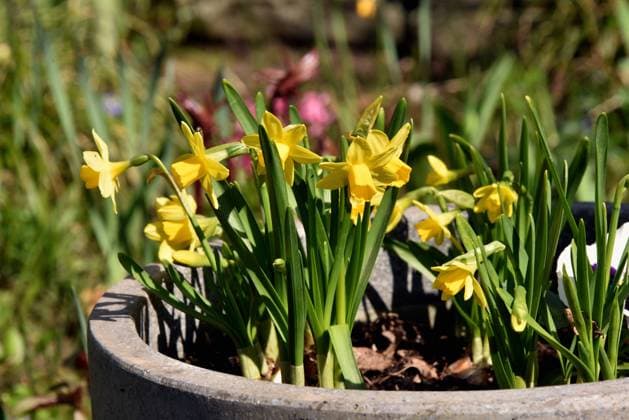 Blüten Gelbe Narzisse, auch Osterglocke oder Osterglöckchen, Narcissus in einem Beet *** Flowers Yellow daffodil, also called daffodil or daffodil, Narcissus in a bed