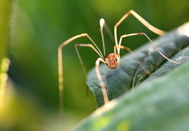 Creative Highlights World Long legs Opiliones spider on green leaf in front of natural green background, macro extreme closeup., model released, , property released, , 33155496.jpg, spider, opiliones, leaf, green, arachnid, nature, natural, background, leg, animal, closeup, harvestman, insect, macro, wildlife, predator, long, invertebrate, arthropod, brown, close-up, wild, detail, outdoor, arachnida, eye, arachnophobia, horizontal, close up, head, no people, small, nobody, one, single