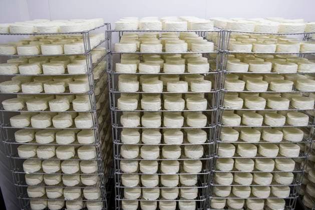 Cheese factory of the farm Ferme des 5 Freres in Terres-de-Caux (northern France) Cheese factory of the farm Ferme des 5 Freres in Terres-de-Caux (northern France). Camembert Les 5 freres made from unpasteurized milk. Cheese draining Normandy; Upper Normandy; Seine Maritime 76; Terres de Caux Europe; Western Europe; France  Copyright: xBenardxE Andia.frx 395184