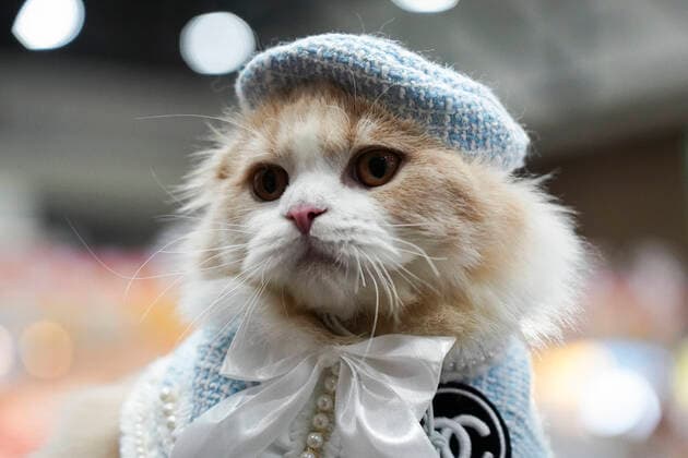 Bilder des Jahres 2022, Entertainment 03 März Entertainment Themen der Woche KW12 Entertainment Bilder des Tages Thailand International Pet Variety Exhibition 2022 A cat wearing a tiny hat at the Thailand International Pet Variety Exhibition 2022 in Bangkok, Thailand, 26 March 2022. Bangkok Bangkok Thailand  Copyright: xAnusakxLaowilasx originalFilename: laowilas-notitle220326_npBoA.jpg