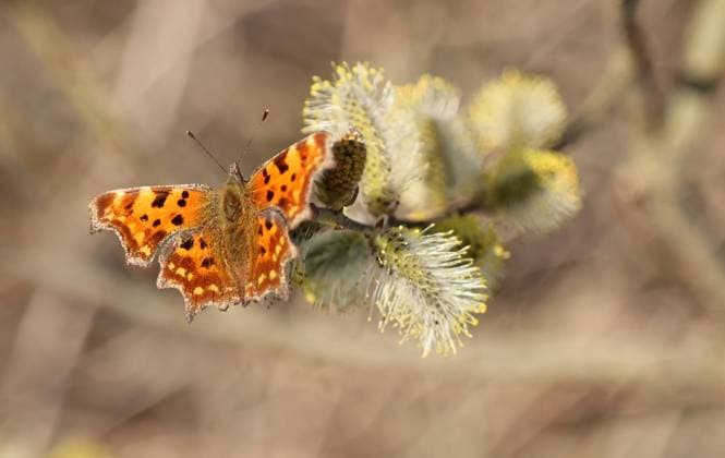 IMAGO Creative: Jahreszeit Frühling, Frühlingsanfang am 20. März Natur 23.03.2022, Ostramondra, Schmetterling Landkaertchen Landkärtchen (Araschnia levana) auf bluehenden Weidenkaetzchen *** Nature 23 03 2022, Ostramondra, butterfly land beetle Araschnia levana on flowering willow seedling