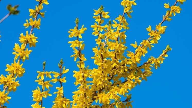 Rafz, Schweiz - 27. März 2022: Fast die erste auffällige Pflanzenart die im Frühling blüht ist die Forsythie.