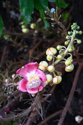 Creative Highlights World Close-up of Shorea robusta or Cannonball flower (Couroupita guianensis) on the tree, model released, , property released, , 33165440.jpg, Sal Tree, asia, ball, beautiful, bloom, blooming, blossom, botany, cannonball, closeup, colorful, couroupita, couroupita guianensis, family lecythidaceae, flora, floral, flower, formal garden, fragrance, fresh, garden, green, leaf, nature, petal, pink, plant, pretty, red, sal, sal flowers, sala, shorea, shorea robusta, thailand, tree, tropical,