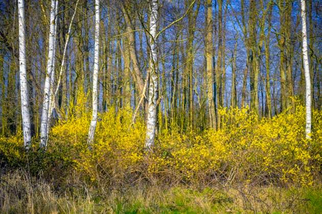 Birken und Forsythien am Marschbahndamm in Kirchwerder, Hamburg, Deutschland *** Birches and forsythia at the Marschbahndamm in Kirchwerder, Hamburg, Germany ** NUR FUER REDAKTIONELLE ZWECKE ** EDITORIAL USE ONLY **