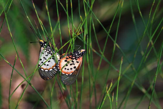 A mating pair of garden acraea butterflies (Acraea horta) on restio plant, George, South Africa, model released, , property released, , 33194776.jpg, garden, acraea, horta, butterfly, butterflies, wing, wings, eyes, antenna, insect, insects, animals, plant, grass, restio, stems, mating, pair, flying, bug, species, wildlife, pattern, texture, spotted, nature, natural, habitat, environment, tropical, outdoors, beauty, beautiful, summer, lepidoptera, delicate, orange, white, black, red, green, south africa, close-up, photograph, photography, color, colors, background, backgrounds, horizontal,