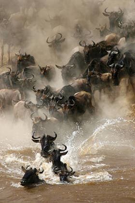 IMAGO Creative: 2022 Favoriten Creative Highlights World More than a million wildebeests migrates every year between Masai Mara NP and Serengeti NP. In their journey they cross several times Mara River, even some hundred thousands a time., model released, , property released, , 1654323.jpg, africa, animal, connochaetes taurinus, crossing, gnu, kenya, mara, river, water, wild, wildebeest, wildlife, travel, animali, fiume, acqua, dust, danger, herbivorous, erbivori, environment, ambiente, natura, nature, jumping, mammal, mammiferi, migration, migrating, migrazione, wildlife reserve, safari, savannah, tourism, scenics, turismo, landscape, wilderness,