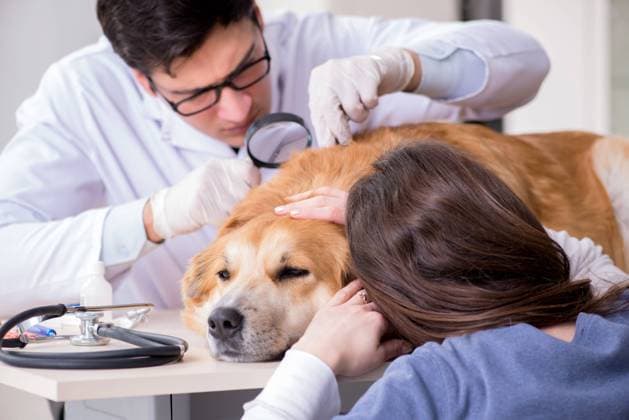 Doctor and assistant checking up golden retriever dog in vet clinic, model released, , property released, , 33280064.jpg, doctor, medical, care, pet, animal, vet, veterinarian, health, medicine, veterinary, clinic, hospital, healthcare, examination, examining, treatment, sick, checkup, healthy, check, ill, illness, man, doc, assistant, woman, owner, treating, patient, exam, diagnosis, caring, gold, golden, retriever, dog, puppy, canine, doggy, visit, visiting, consulting, specialist, loupe, magnifier, magnifying, tick, ticks, tool, instrument,