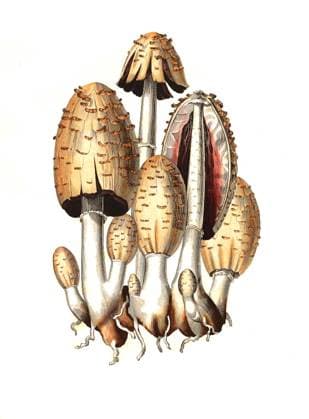 Schopf-Tintling, Coprinus comatus, auch Spargelpilz, Porzellantintling oder Tintenpilz Coprinus comatus, the shaggy ink cap, lawyer s wig, or shaggy mane, historical, digital improved reproduction of an original from the 19th century digital restaurierte Reproduktion einer Originalvorlage aus dem 19. Jahrhundert, genaues Originaldatum nicht bekannt