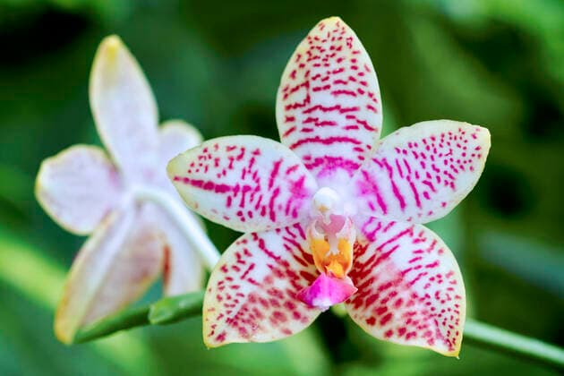 IMAGO Nature: Unsere Erde: Pflanzenwelt: Gepunktete Pflanzen Schmetterlingsorchidee, Schmetterlings-Orchidee, Nachtfalterorchidee, Nachtfalter-Orchidee, Malaienblume, Malayenblume, Phalaenopsis-Orchidee, Phalaenopsis (Phalaenopsis-Hybride), Blueten Moth orchid (Phalaenopsis-Hybride), flowers BLWS664673 *** Butterfly Orchid, Butterfly Orchid, Moth Orchid, Moth Orchid, Malay Flower, Malay Flower, Phalaenopsis Orchid, Phalaenopsis Phalaenopsis Hybrid , Blueten Moth orchid Phalaenopsis Hybrid , flowers BLWS664673 Copyright: xblickwinkel C.xStennerx
