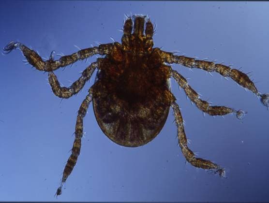 Holzbock tick as a blood-sucking parasite, model released, , property released, , 33434788.jpg, Chitin, Exoskeleton, Ticks, arachnids, bloodsuckers, brown, crawl, crawlies, danger, diseases, ectoparasites, legs, macro, magnification, mouthparts, parasites, small animals, sting, suck, vermin