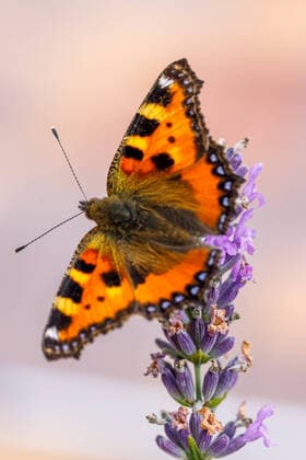 Creative Highlights World Small tortoiseshell, beautiful butterfly (Aglais urticae) on lavender. Europe, Czech Republic wildlife, model released, , property released, , 33470718.jpg, butterfly, small, tortoiseshell, animal, flower, wing, insect, macro, nature, summer, orange, closeup, wildlife, beautiful, beauty, green, outdoor, aglais, small tortoiseshell, urticae, black, european, red, blossom, nymphalis, feeding, color, garden, natural, spring, aglais urticae, close up, colourful, horizontal, purple, meadow, close-up, wild, antennae, close, fauna, yellow, bloom, lavender, colorful, invertebrate, entomology, decorative, nectar, tongue,