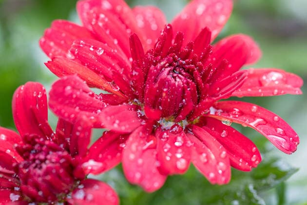 Closeup of red flowers of Chrysanthemum morifolium after rain with water drops, model released, , property released, , 33518814.jpg, flower, chrysanthemum, autumn, red, garden, plant, green, nature, beautiful, blossom, fall, leaf, park, dark, outdoor, bloom, flora, chrysanthemum morifo, morifolium, mums, bright, perennial, botany, season, bed, ornamental, floret, bush, cultivar, red flowers, mother, vibrant, crimson, foliage, head, lush, burgundy, maroon, petal, ruby, beauty, blossoming, bud, decoration, floral, inflorescence, vegetation, background, carmine, deep,
