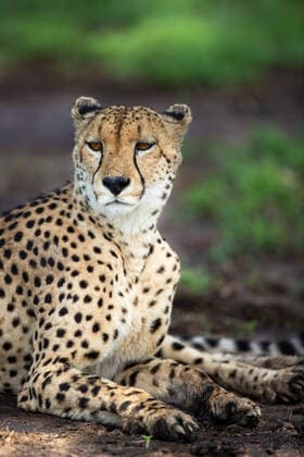Creative Highlights World A portrait of a male cheetah, Acinonyx jubatus, lying down Londolozi,South Africa,A portrait of a male cheetah, Acinonyx jubatus, lying down  A portrait of a male cheetah, Acinonyx jubatus, lying down