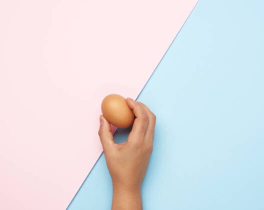 Creative Highlights Symbolbilder female hand holding a whole brown chicken egg on a pink-blue background, model released, , property released, , 33663462.jpg, egg, hand, food, organic, groceries, blue, pink, hold, protein, fresh, healthy, meal, nature, ingredient, chicken, raw, eggshell, background, easter, closeup, cholesterol, brown, finger, arm, shell, farm, female, breakfast, nutrition, holding, woman, uncooked