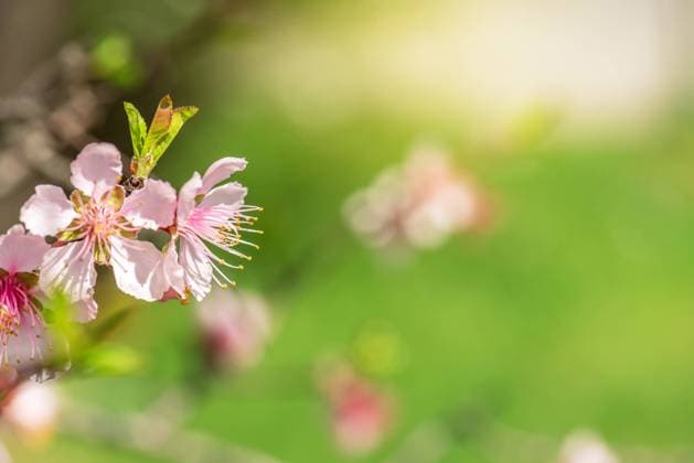 Close-up of beautiful vintage sakura tree flower (cherry blossom) in spring. vintage color tone style., model released, , property released, , 33733178.jpg, aroma, art, background, beautiful, beauty, bloom, blooming, blossom, blossoms, blur, bokeh, botany, branch, bright, cherry, close, close-up, closeup, cute, delicate, detail, flora, floral, flower, flowers, focus, fresh, freshness, isolated, japanese, leaf, macro, natural, nature, outdoor, petal, pink, plant, sakura, season, sky, soft, softness, spring, stem, sunny, tranquility, tree, wallpaper, white