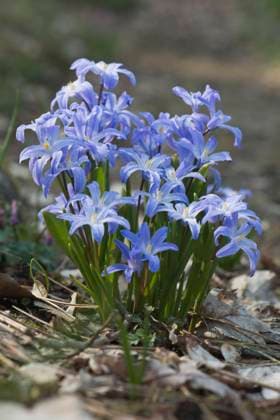  Schneestolz (Chionodoxa gigantea), Emsland, Niedersachsen, Deutschland, Europa *** Snow pride Chionodoxa gigantea , Emsland, Lower Saxony, Germany, Europe Copyright: imageBROKER/ErhardxNerger ibxenh08196740.jpg