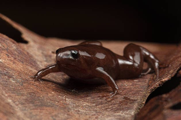 Bilder des Jahres 2022, News 03 März News Themen der Woche KW13 News Bilder des Tages A bizarre new species of frog with a tapir-like nose for burrowing underground has been discovered in the Amazon rainforest thanks to its beeping calls. The new species, found at the lower Putumayo basin in Loreto, Peru, has a long, curved-down snout, much like the tapir, the herbivorous Amazonian mammal. Christened Synapturanus danta, it has dark brownish-red Chocolate-like skin, a blobby body and measures just 0.7 of an inch (1.79cm). It also has a chest and belly that s creamy yellow, with brown speckles toward the flanks , researchers report. Its body shape and general appearance, ideal for BILDER DES TAGES , seems to suggest it s adapted to the soft soil of the Amazonian peatlands. Researchers were only able to find it by trackin Copyright: xx 51359489 EDITORIAL USE ONLY. NOT FOR USE BY NEWSPAPERS BASED IN THE UK.